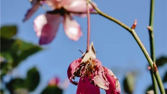 无边风雨令花伤 | 石会文