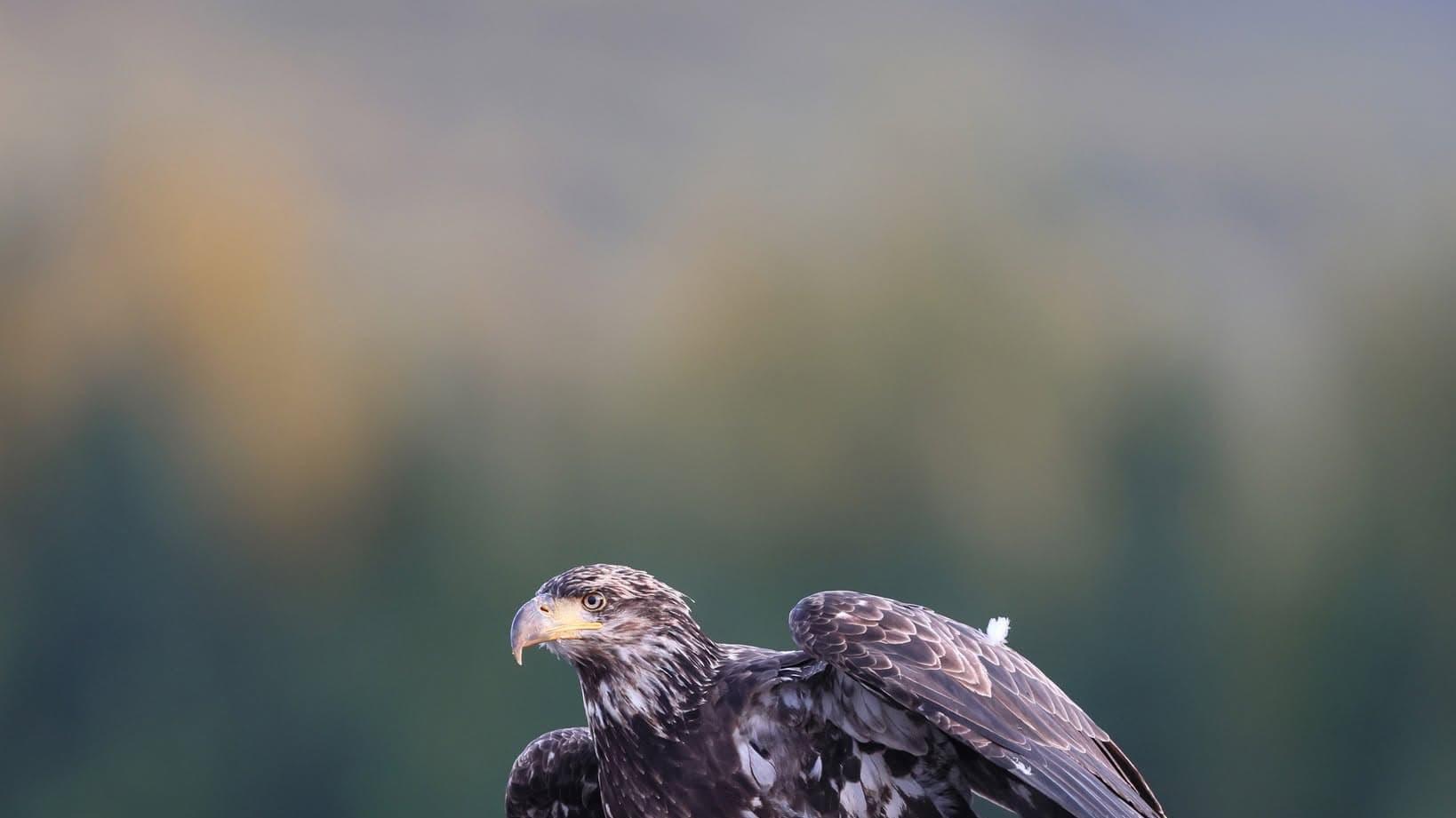 荣格的人格警示：正在悄悄榨干你的5种“能量吸血鬼”