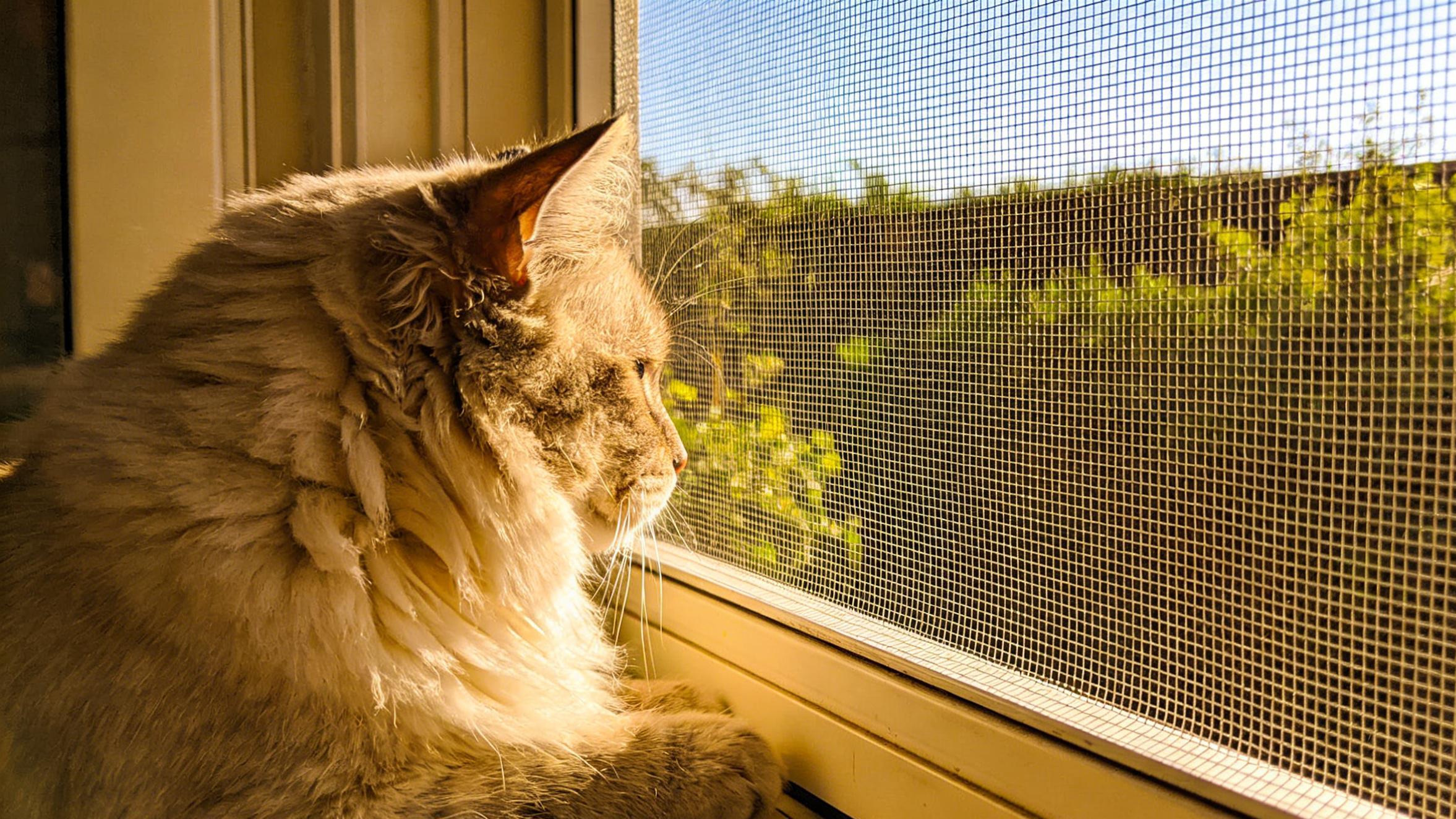 养宠家庭别乱装修！我做 14 年定制，这几样一装，省心 10 倍