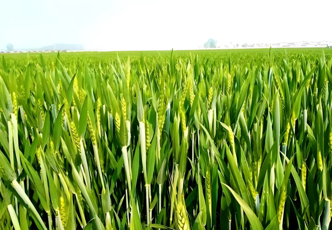 4月份小麦第二遍该打什么药？如何搭配好？打错等于白忙活