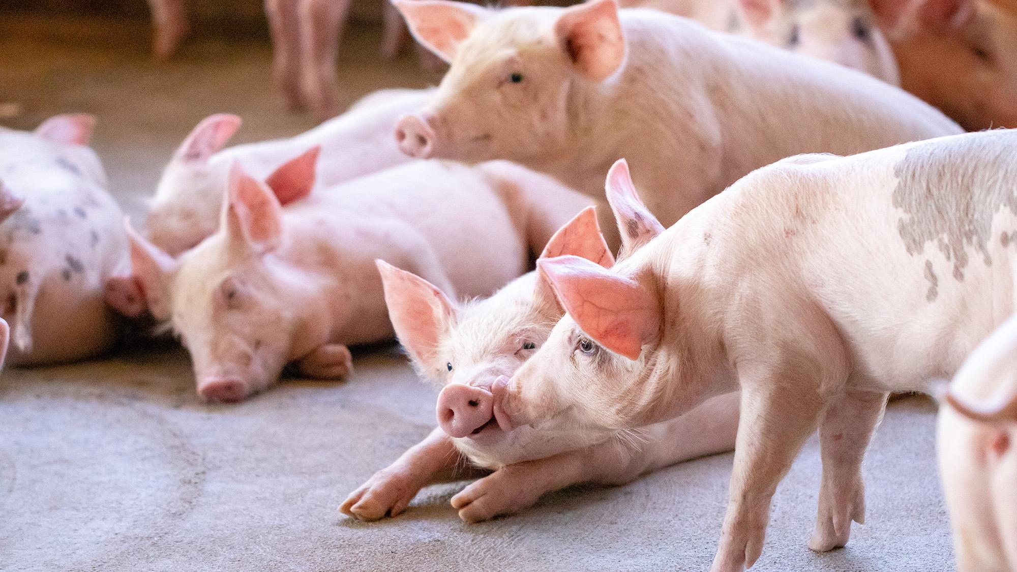 牧原的升维之路：创新越难，越有价值