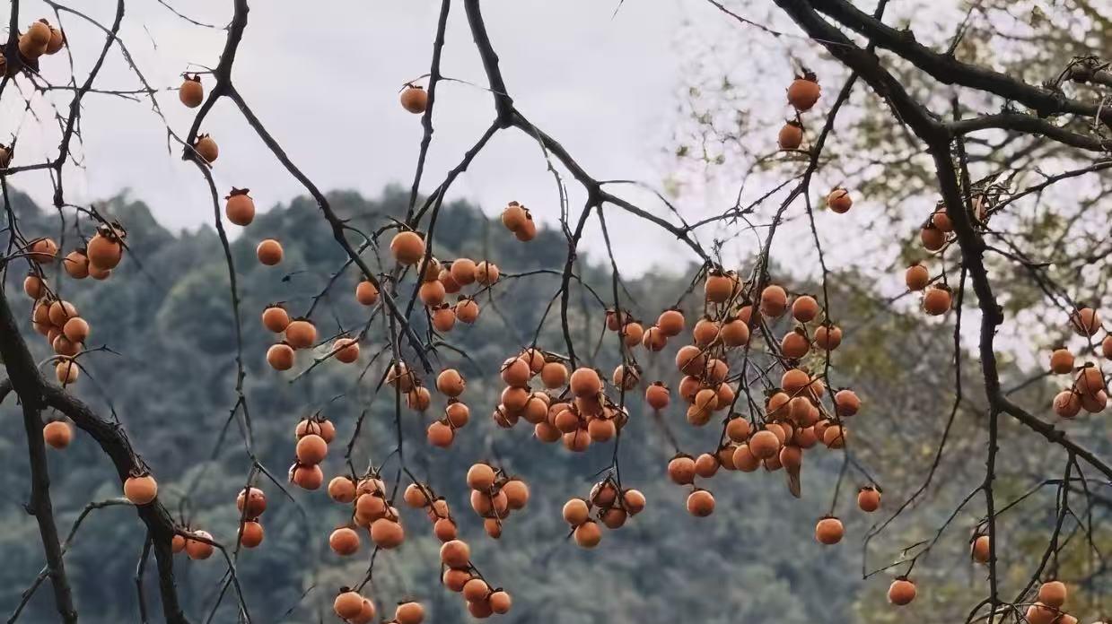 那年，十三岁的他被父亲丢进结冰的湖面，在邻居的帮助下死里逃生，衣锦还乡后再发现救他的不止一个人