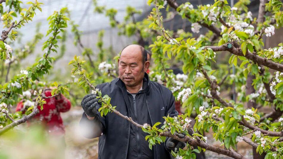 平陆：深冬大棚绿意浓 樱桃管护忙正酣