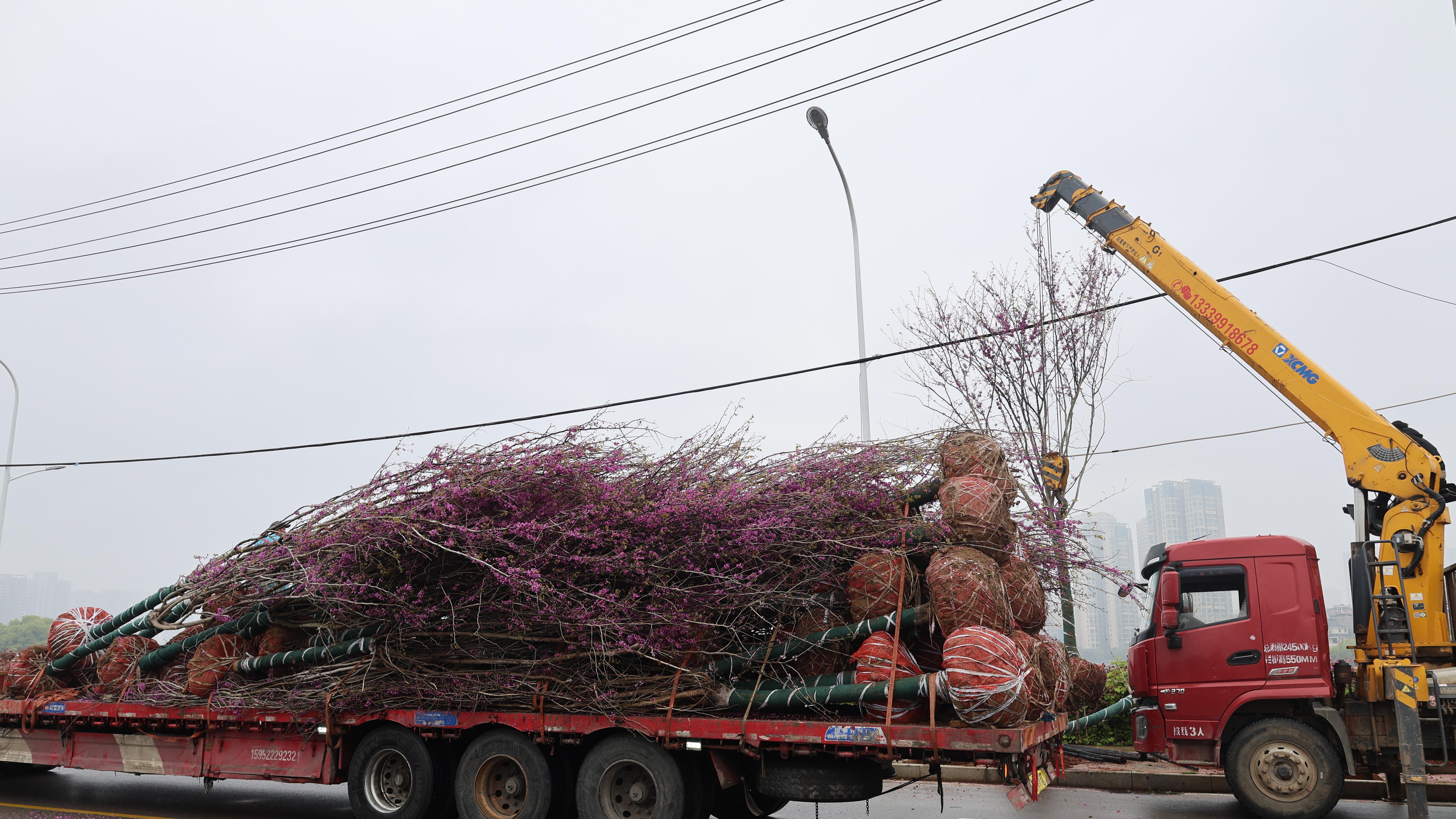 415株巨紫荆“安家”阳新 “网红大道”即将上线