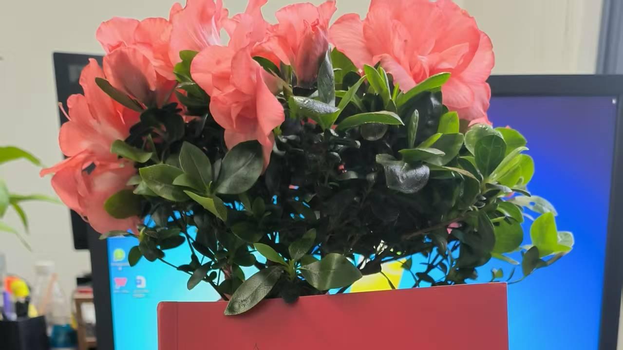 也谈黄秋生老师 眼中的“陈小娇”