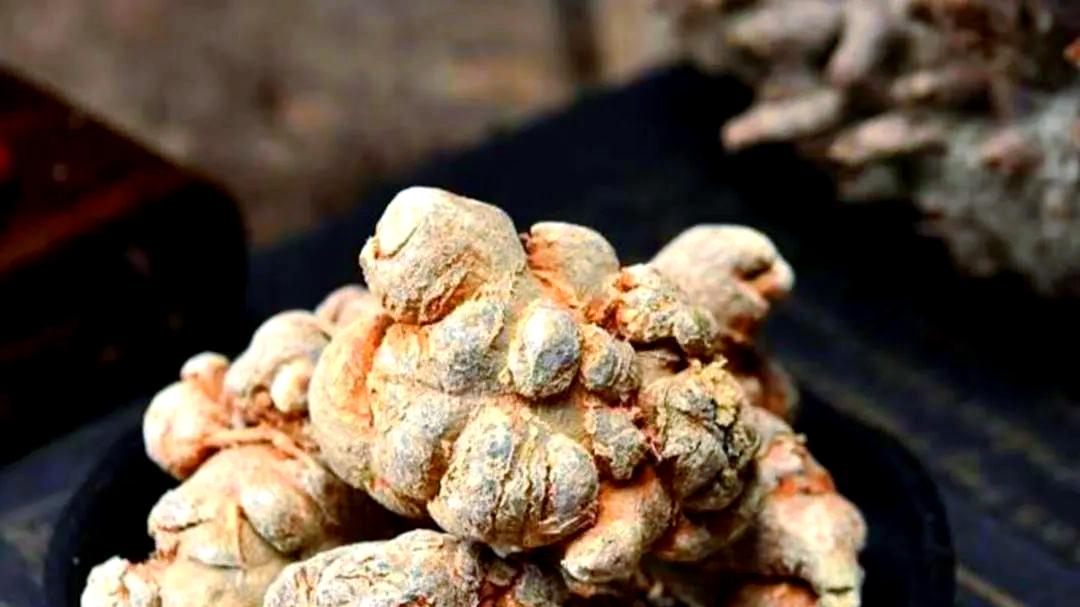 身体有瘀，一定得知道这味药，用好了，化瘀消肿，提高免疫力