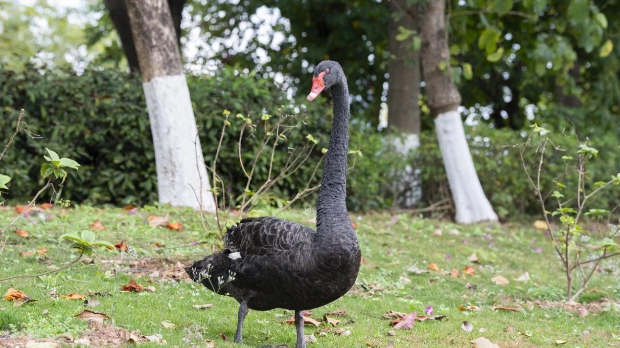 深圳信息职业技术大学怎么样？全时段美食，幸福感直接拉满！