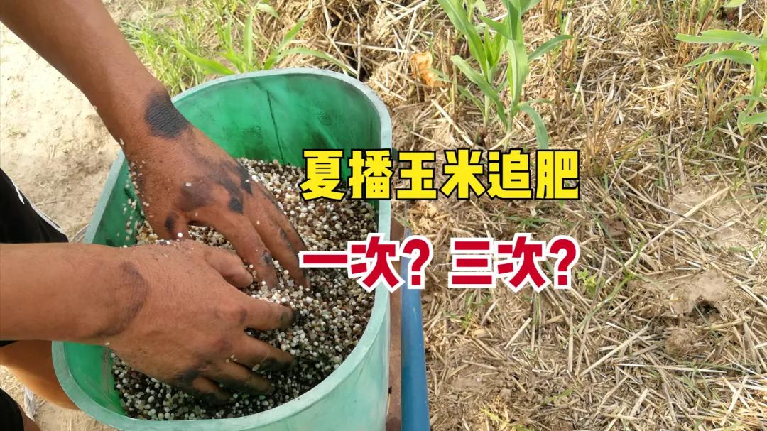 同样种夏玉米，有人追一次肥高产，有人追三次肥却减产，问题出在哪？