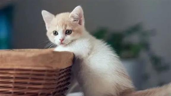 猫粮中的爱马仕VS冷门宝藏：怎么选猫粮？想长肉的认准这几款！