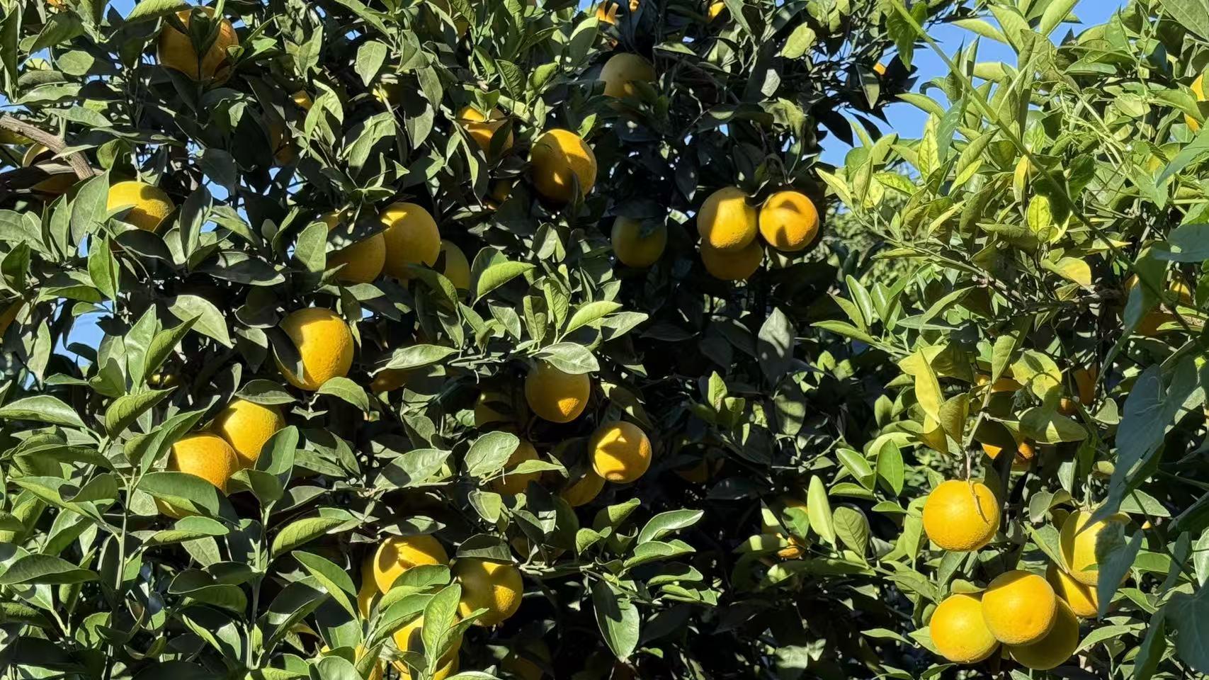 氧化锌工厂技术升级，如何赋能缓释锌肥提质增效？