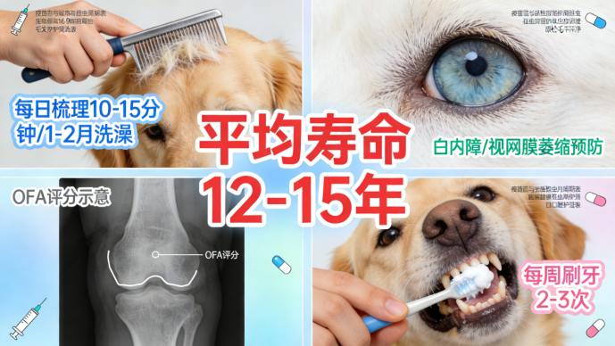 雪域明珠的美洲回响——美国爱斯基摩犬全方位解析