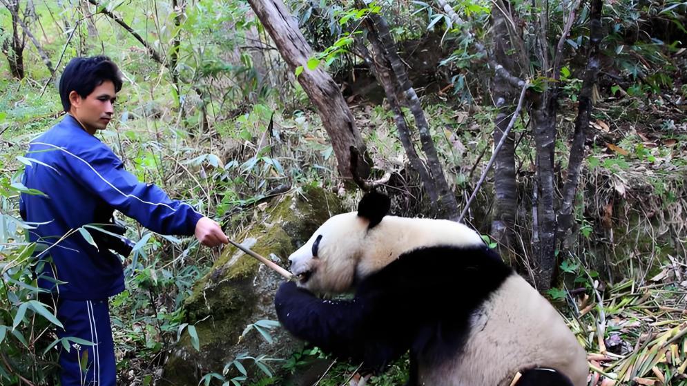 陕西大熊猫知名度远低于四川？因为永不租借，回归大熊猫本真！