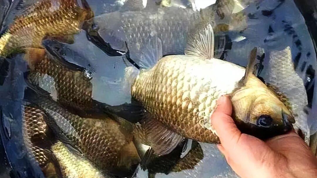 春钓放母留公，鱼卵能孵化？公鱼冷笑：钓鱼佬，你帮母鱼授精吗？