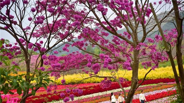 春暖花开广东景区迎客忙，佛山卡玛花海喜迎新春客流高峰