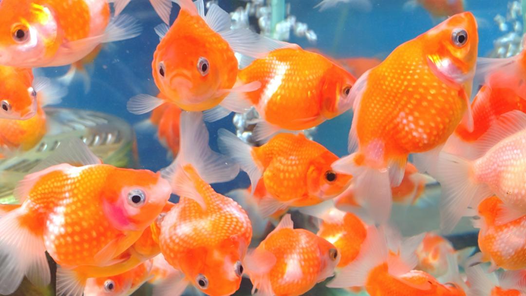 说实话还不如好付，刚开就有2个，还都是微信官方的，真的是太方便了！