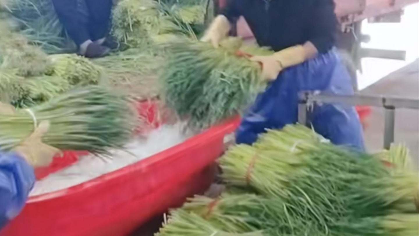蒜薹保鲜处理：安全低毒药剂解析与家庭清洗技巧