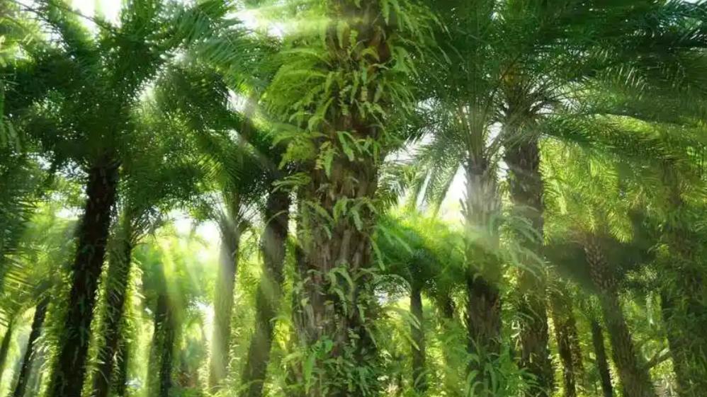 森林静悄悄？不，植物正在揭开生命最深层的沟通奥秘