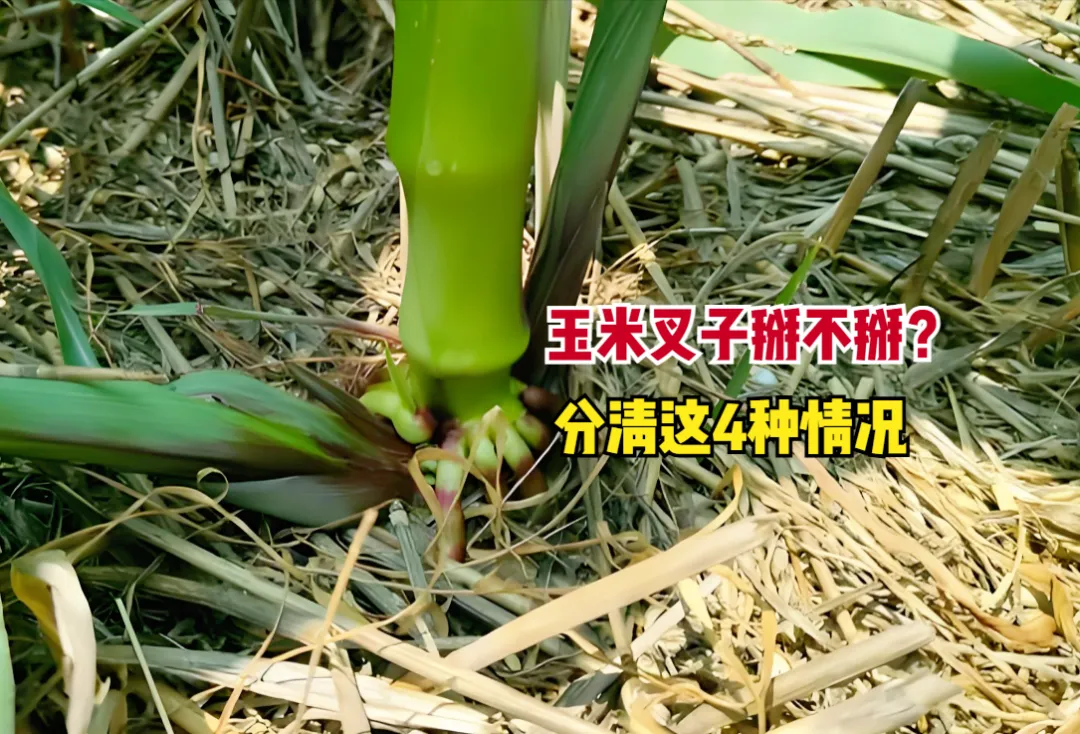 玉米叉子掰不掰？别跟风！有人掰有人留，分清4种情况，省时省力又增收