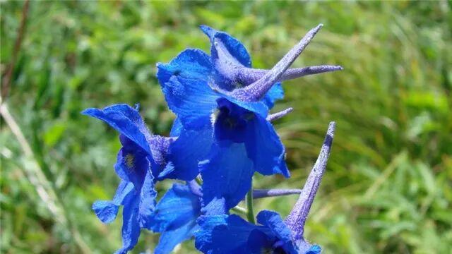 翠雀花（诗2首） | 顾世如