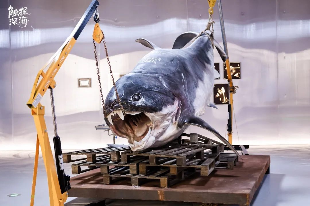 “触探深海”远古生命演化特展上海站：跟随时空双重线索，开启海洋生命演化的探索之旅