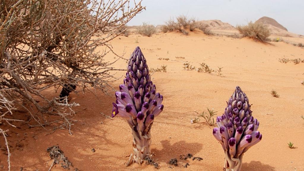 债务117%的法国，还能优雅多久