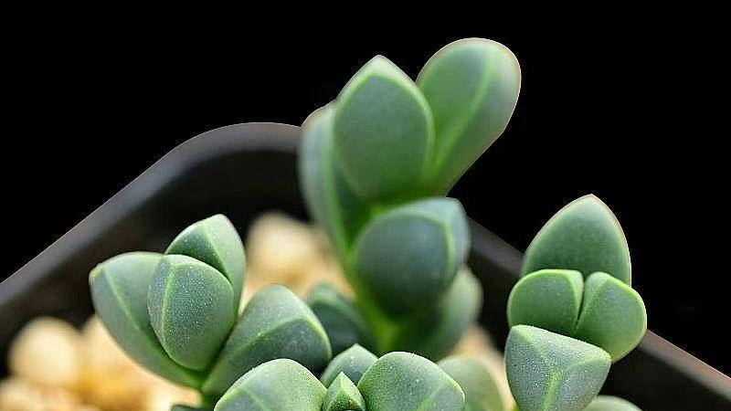 多肉全面养护指南—鹿角海棠