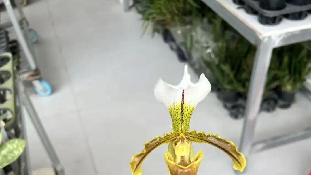 盆栽兜兰养护指南，入手前看下是否适合你，拒绝野采！