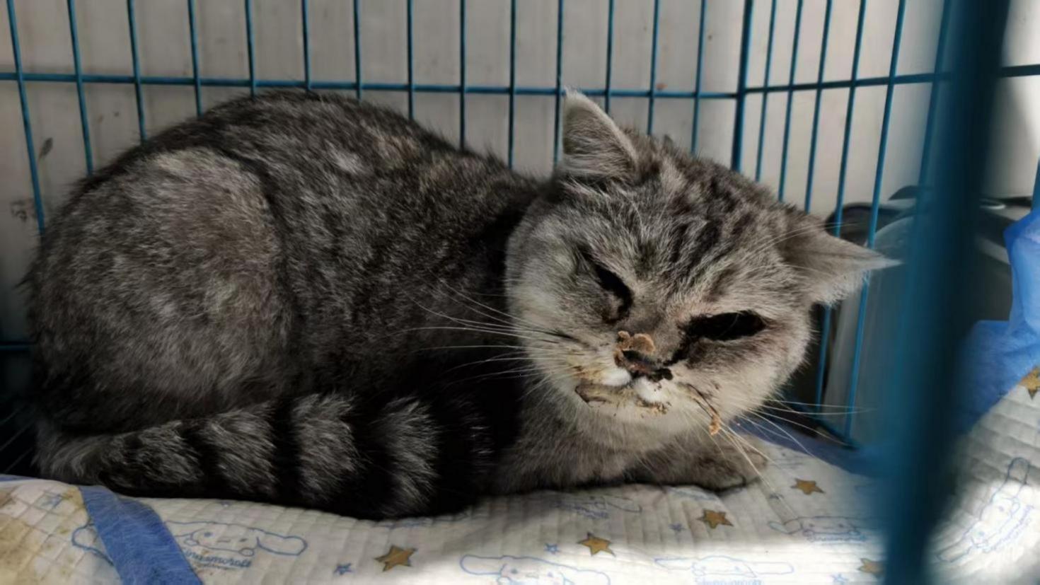 牛马换新马， 提完智趣烈马就玩地狱难度自驾游——安阳篇