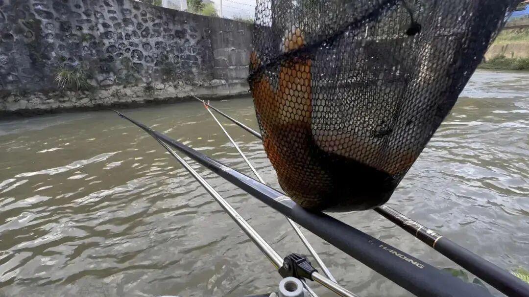 不用浮漂怎么钓？千年闷竿智慧，专治急流大鱼不服！