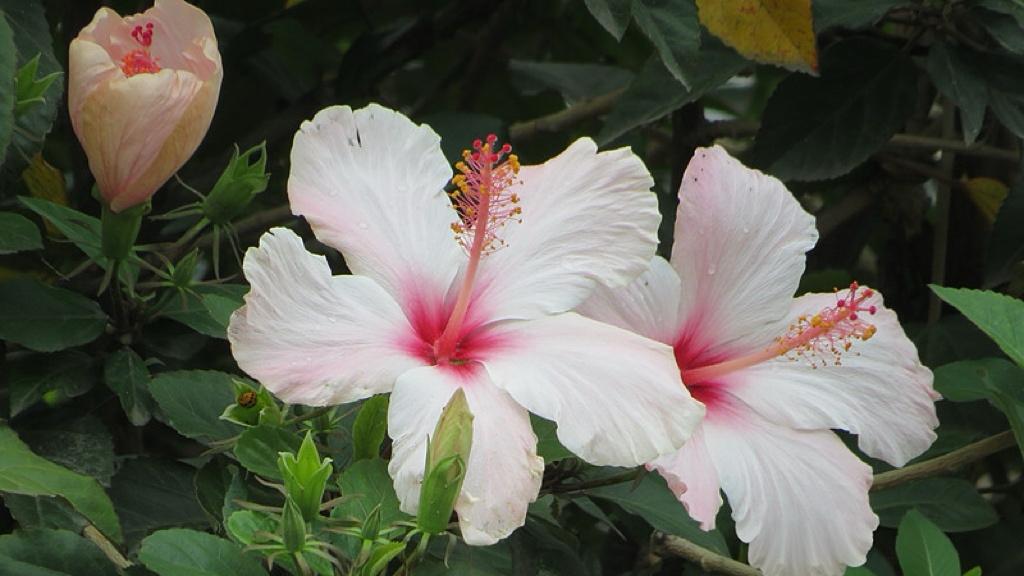 关税战打得正酣，两国元首却在谈见面？