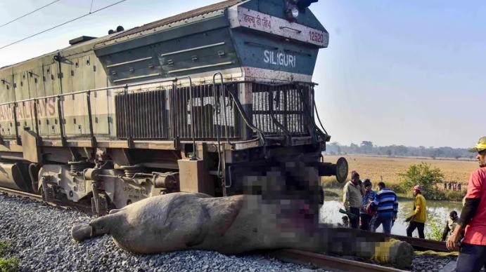 印度列车撞死7头大象，重伤1头！铁路方：它们没走“指定通道”，7头死，5年已有79头大象殒命轮下