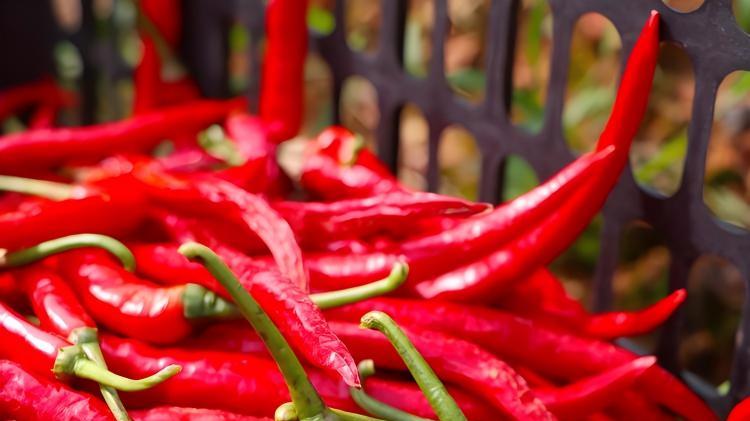 气候塑造口味：贵州人为何偏爱辣粽？