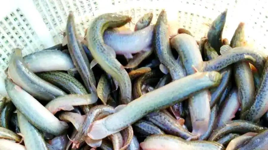 东北人“最爱的”8种“鱼”，一年四季“吃不腻”，满大街追着买