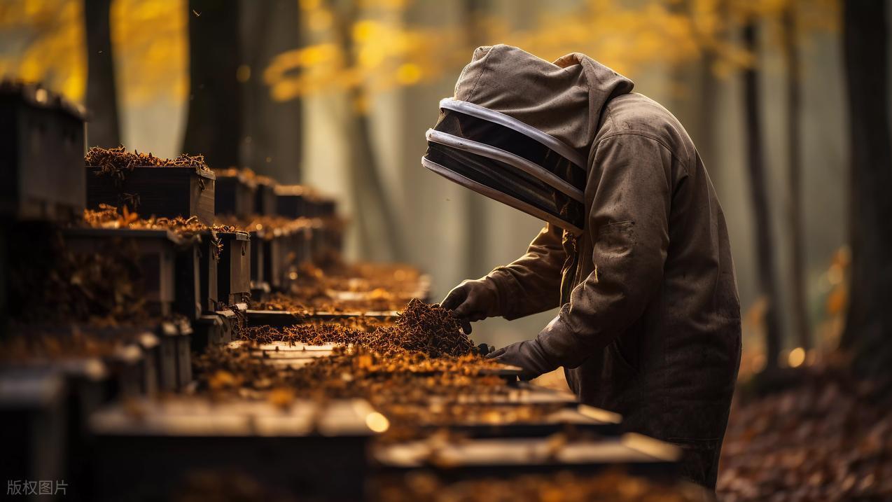 流蜜期"蜂王危机"：老弱蜂王控群失效的破局之道