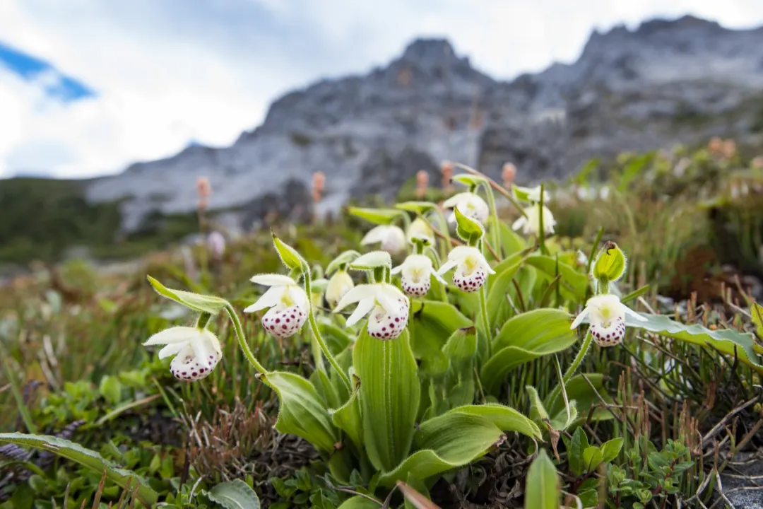 第三届世界的“香格里拉”花之旅即将启幕 解锁世界级高山花海盛宴