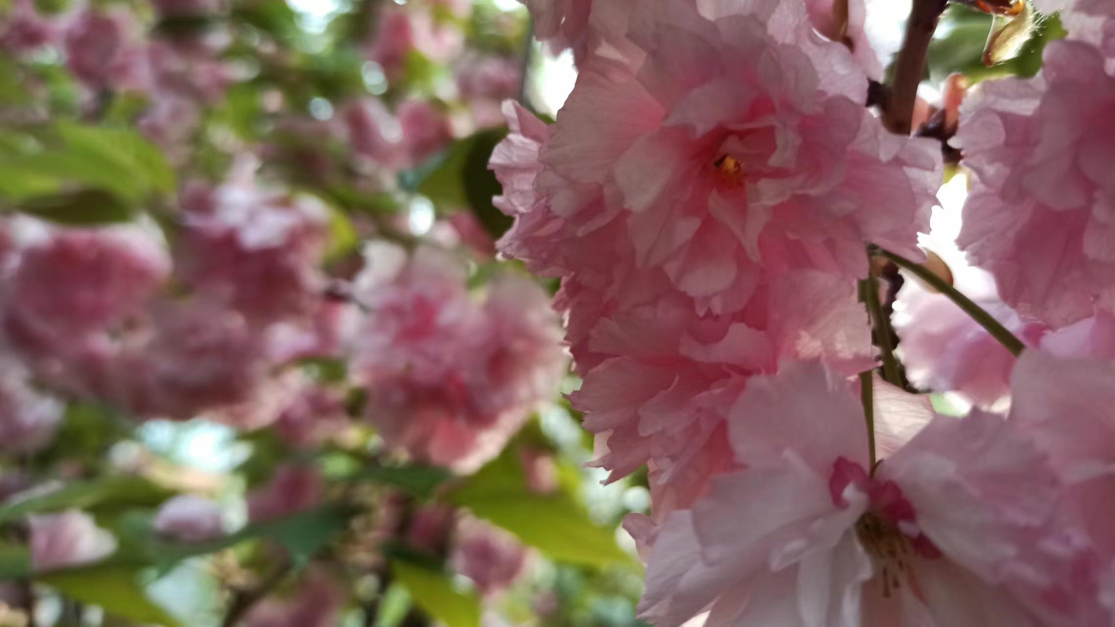 死亡是会到来的：接受这点，反而更能专注于过程（任总顶级思维）