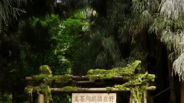 川西生态胜地龙苍沟，溪瀑繁花绘就山野长卷
