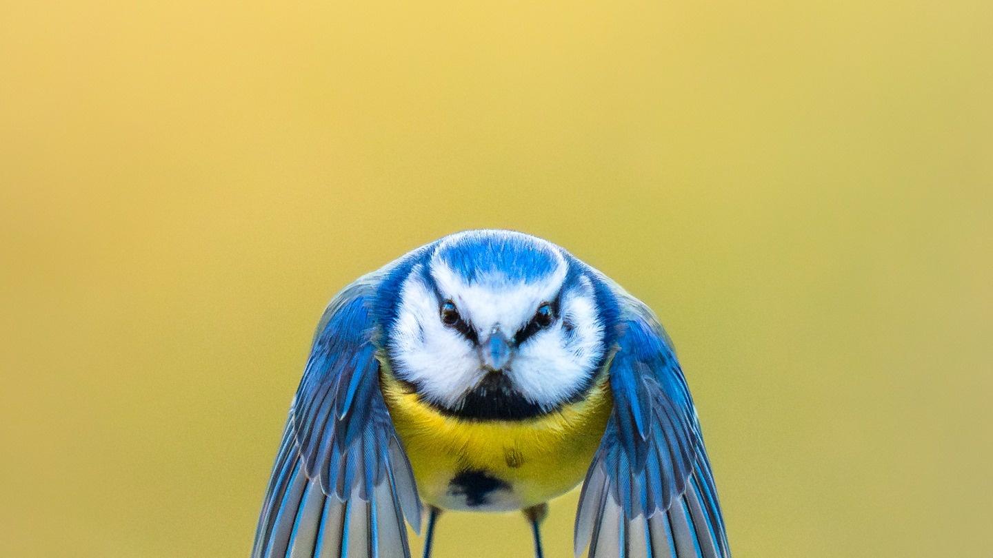 录一期播客，丢一个饭碗