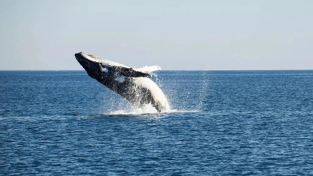 精彩人生靠自己去创造