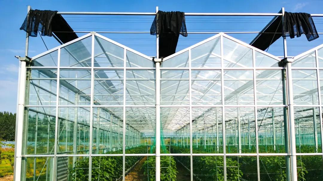 小型玻璃温室大棚如何设计建造？一亩地的玻璃温室大棚是多少钱？