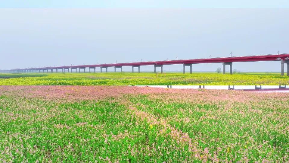 阜阳阜南：5000亩！中岗四里湖油菜花海开了！