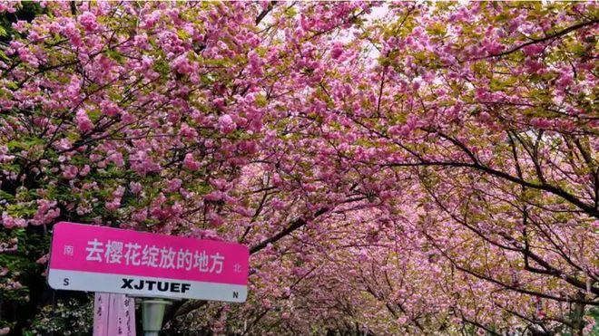 西安樱花开了｜赴一场春日之约，疗愈内心的温柔与从容