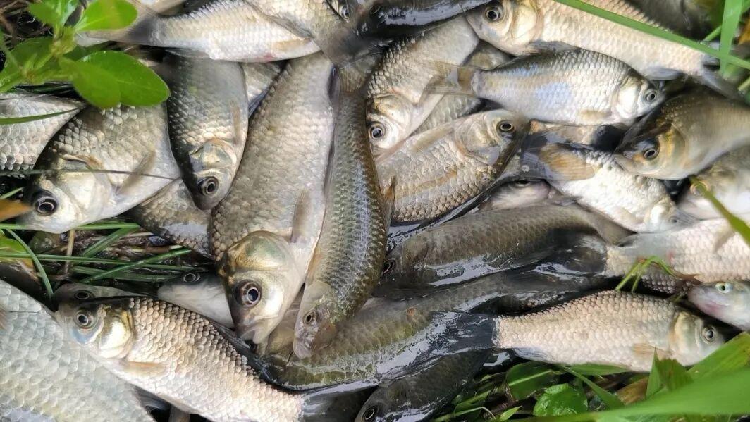 传统钓狂拔大货，台钓多是小杂鱼！为啥野钓人多半还是选择台钓？