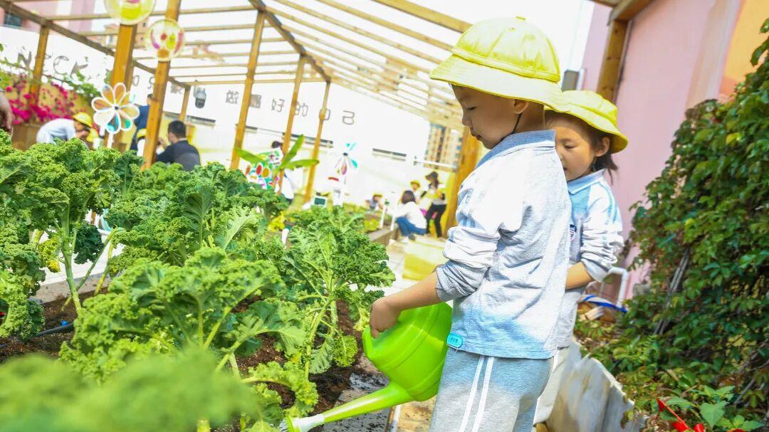“菜园子”正在攻占越来越多的幼儿园…