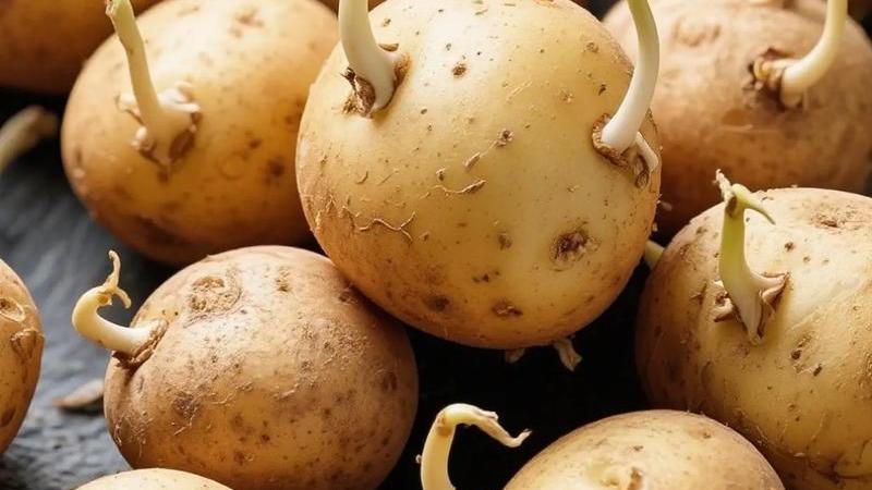 “青鸟”竟说发芽土豆能，被医师当场打脸