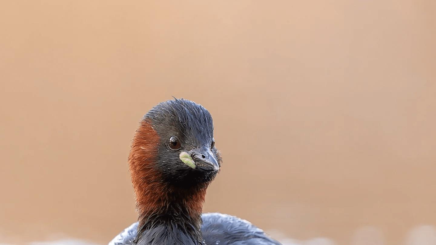 史上最畅销的婚恋书，为何反倒成了离婚推手？