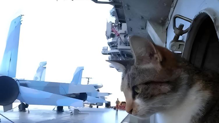 美航母老鼠泛滥，养猫加用高科技都不管用，中国笨方法却轻松解决