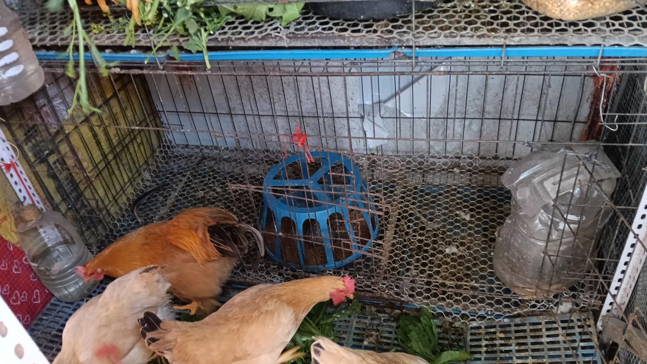 大年初一的鸡屋改造计划