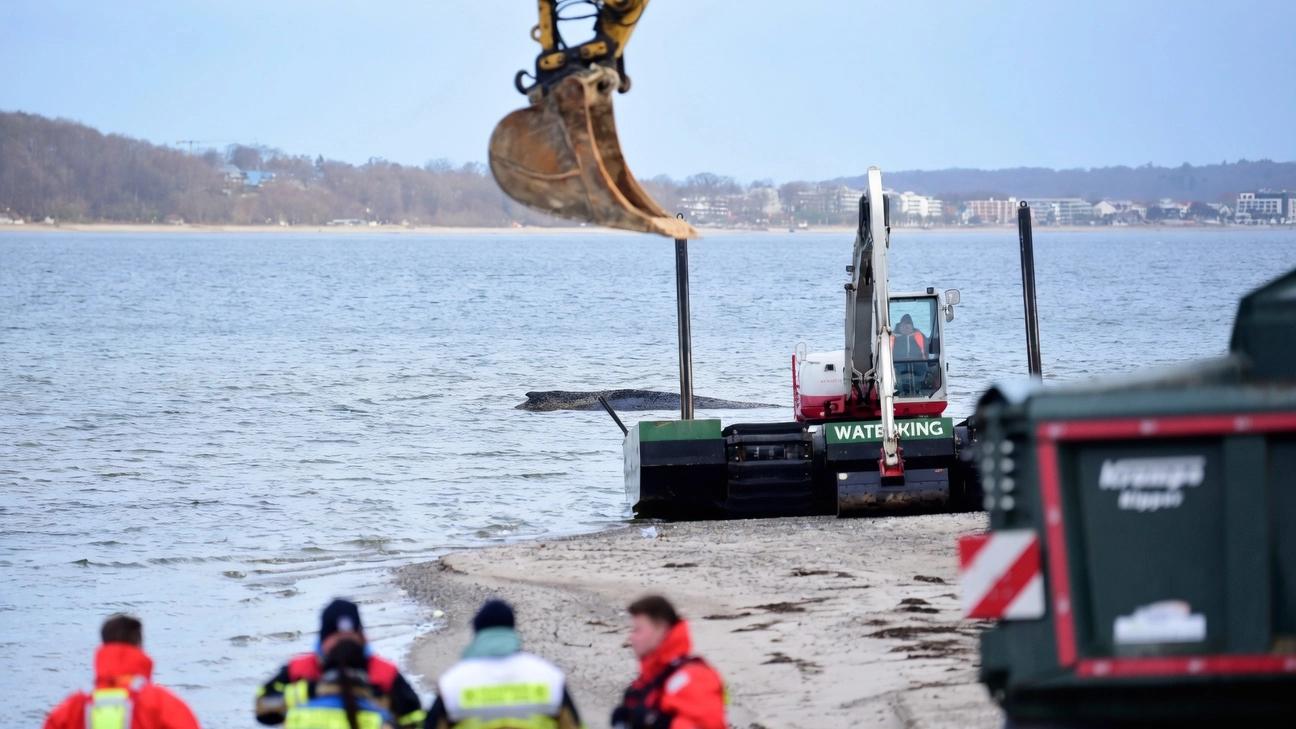 座头鲸误入波罗的海死亡陷阱，反复搁浅，500公里生死归途