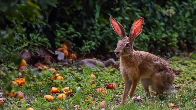如果我是一只野兔